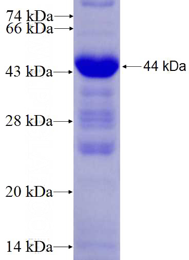 Recombinant Human USP30 SDS-PAGE