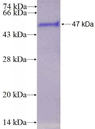 Recombinant Human CTBP2 SDS-PAGE