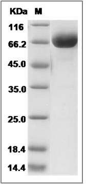 Rat CD38 Protein (Fc Tag) SDS-PAGE