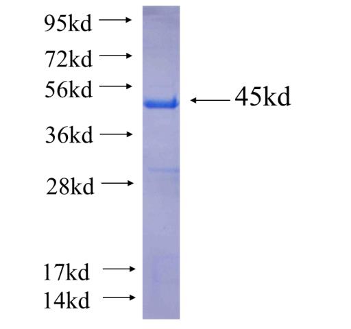 Recombinant human BCOR SDS-PAGE