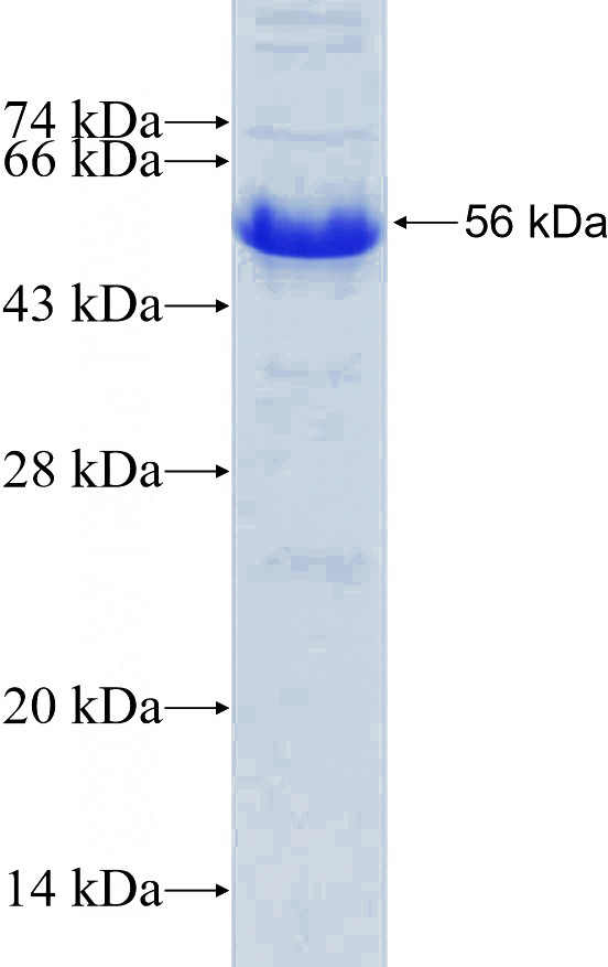 Recombinant Human TCF7L2 SDS-PAGE