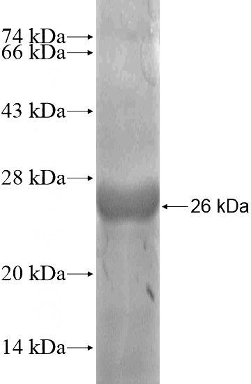 Recombinant Human LINGO2 SDS-PAGE