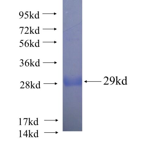 Recombinant human ARFIP2 SDS-PAGE