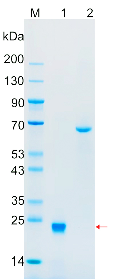 Recombinant Human KRAS (G12V) Protein SDS-PAGE