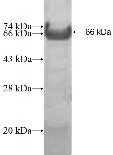 Recombinant Human ELF4 SDS-PAGE