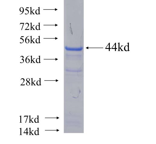 Recombinant human TRAF3IP2 SDS-PAGE