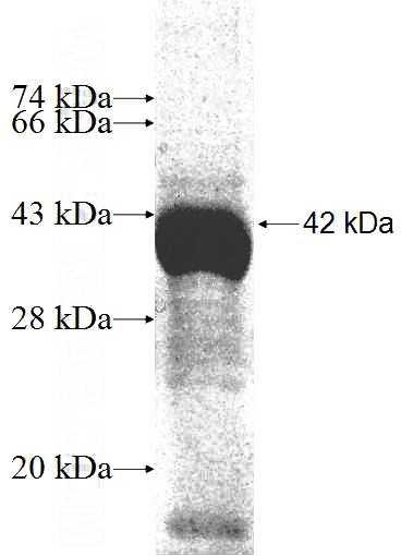 Recombinant Human PHF1 SDS-PAGE