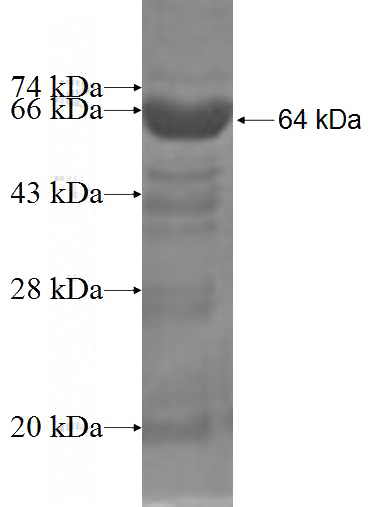 Recombinant Human SHC3 SDS-PAGE