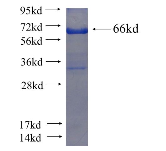 Recombinant human MPP3 SDS-PAGE