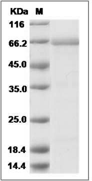 Cynomolgus EphB1 / EPHT2 Protein (His Tag) SDS-PAGE