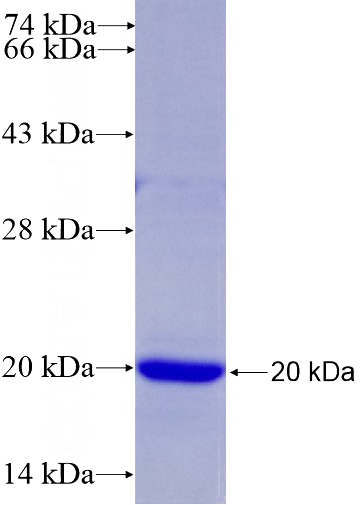 Recombinant Human HIST3H3 SDS-PAGE
