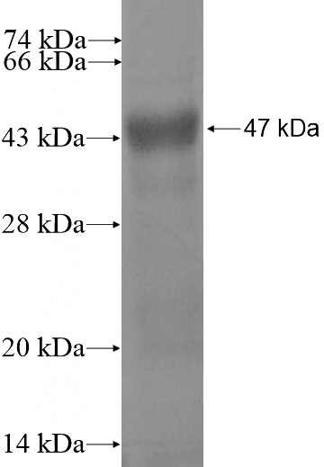 Recombinant Human ZNF513 SDS-PAGE