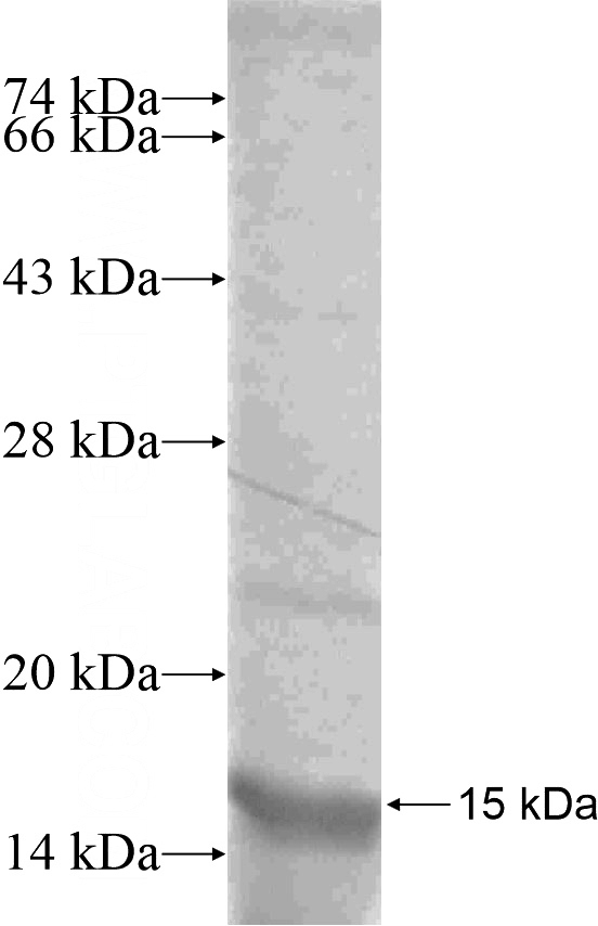 Recombinant Human PPFIA4 SDS-PAGE