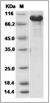 Human KIAA1279 Protein (His & GST Tag) SDS-PAGE