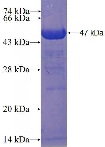Recombinant Human RNPC3 SDS-PAGE