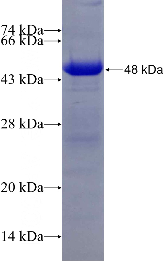Recombinant Human TCF12 SDS-PAGE