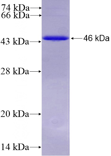 Recombinant Human GNA13 SDS-PAGE