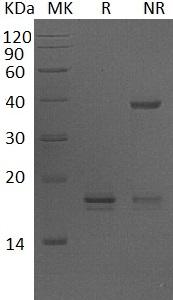 Human AGR2/AG2/UNQ515/PRO1030 (His tag) recombinant protein