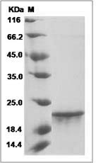 FGF8B protein SDS-PAGE