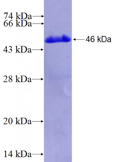 Recombinant Human STK38 SDS-PAGE