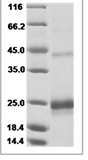 Mouse TNFSF14/LIGHT/CD258 Protein 14133