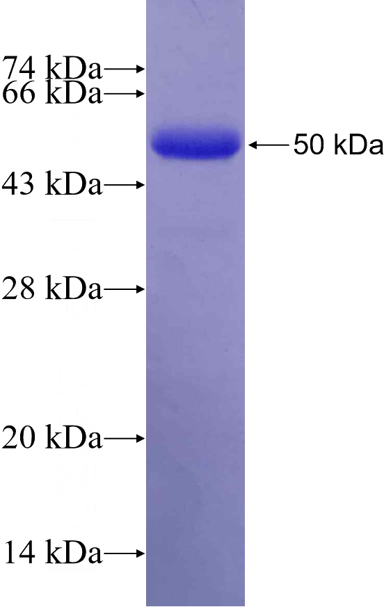 Recombinant Human PER1 SDS-PAGE