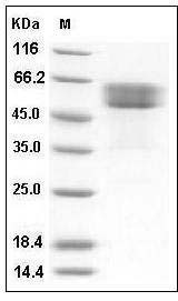 Mouse TNFRSF19 / TROY Protein (His & Fc Tag) SDS-PAGE