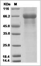 KLK15 protein SDS-PAGE