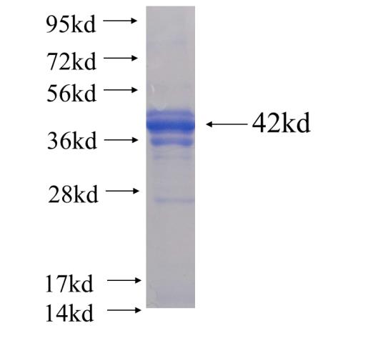 Recombinant human MAPK10(Full length) SDS-PAGE