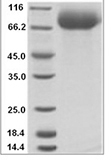 Saccharomyces cerevisiae SUC2 Protein 15490