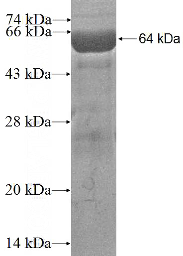 Recombinant Human HSPA2 SDS-PAGE