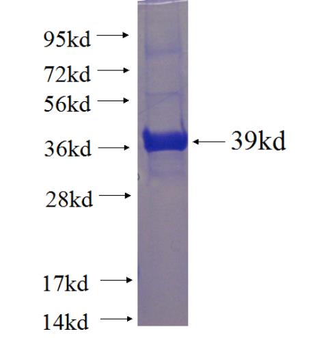Recombinant human EXTL3 SDS-PAGE