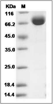 Human LRG1 Protein (Fc Tag) SDS-PAGE
