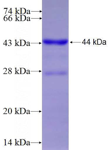 Recombinant Human VPS4A SDS-PAGE