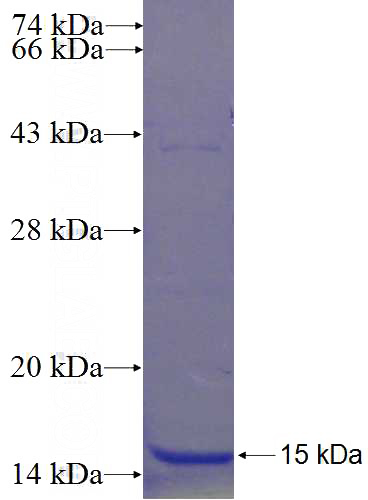 Recombinant Human C9orf80 SDS-PAGE