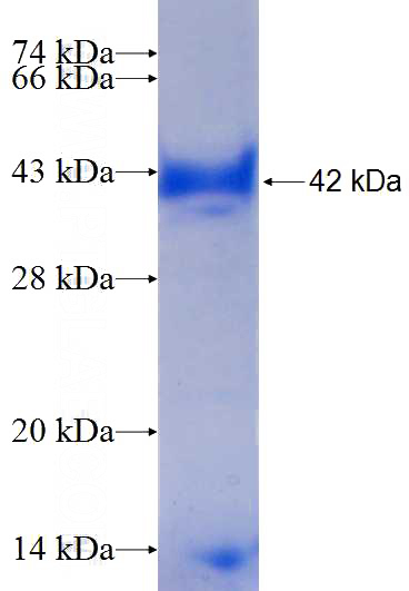 Recombinant Human IMPACT SDS-PAGE