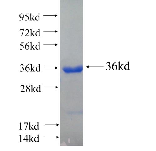 Recombinant human LOXL1 SDS-PAGE