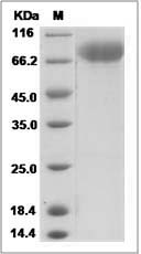 Cynomolgus B7-H3 / CD276 Protein (His Tag)