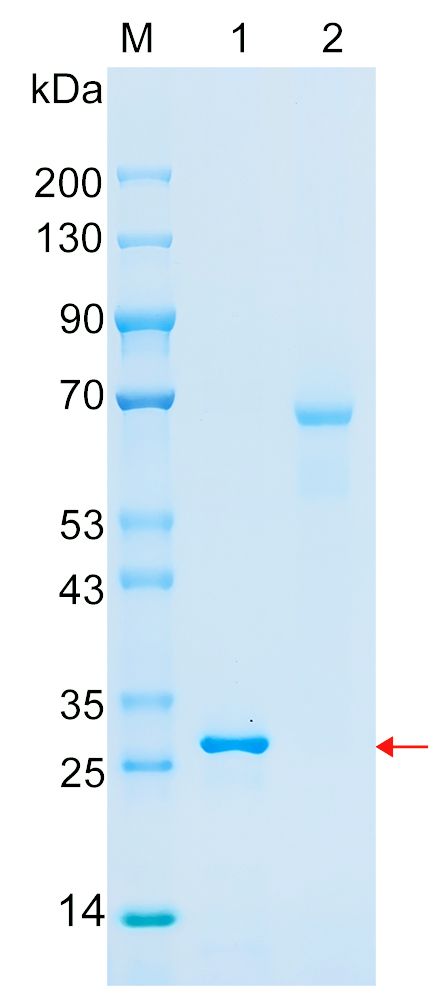 Recombinant SENP2 protein (His tag) SDS-PAGE