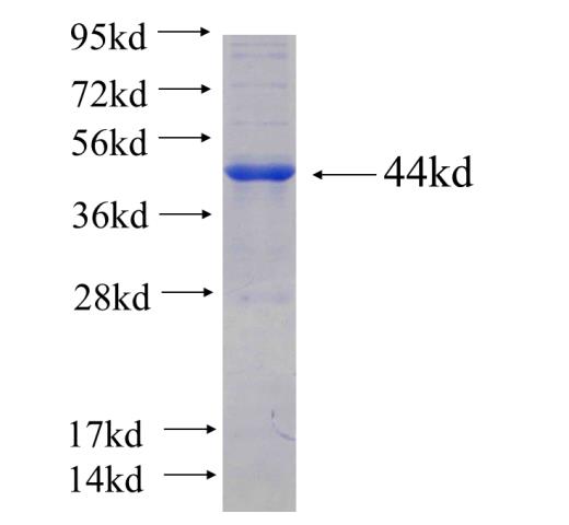 Recombinant human Gelsolin SDS-PAGE