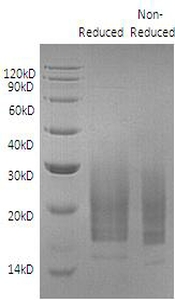 Human IL3 (His tag) recombinant protein