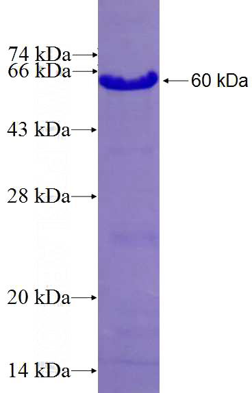 Recombinant Human NAF1 SDS-PAGE