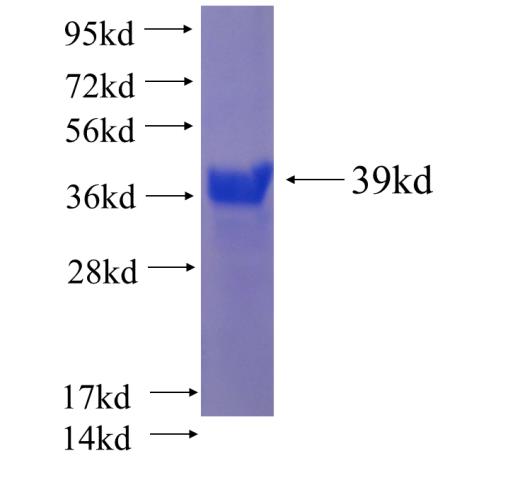 Recombinant Arabidopsis thaliana  SDS-PAGE
