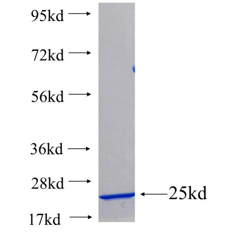 Recombinant human CYP2F1 SDS-PAGE