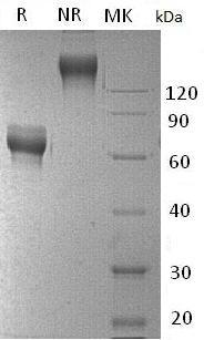Mouse Cd27/Tnfrsf7 (Fc & His tag) recombinant protein