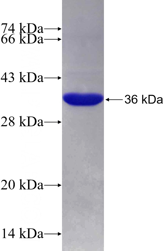 Recombinant Human PTPN3 SDS-PAGE