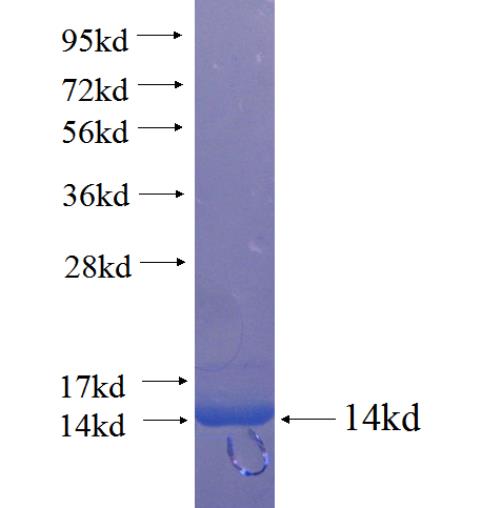 Recombinant human HNF4G SDS-PAGE