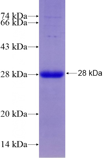 Recombinant Human EHF SDS-PAGE