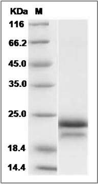 Human / Cynomolgus VEGF / VEGFA / VEGF165 Protein SDS-PAGE