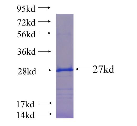 Recombinant human HELT SDS-PAGE